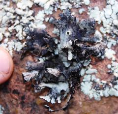 Xanthoparmelia hottentotta