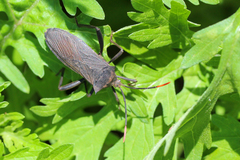 Anoplocnemis curvipes