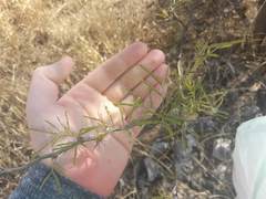 Mimozyganthus carinatus