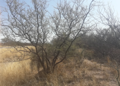 Mimozyganthus carinatus