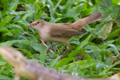 Foto de Western Olivaceous Warbler