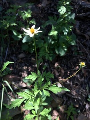 Bidens bigelovii