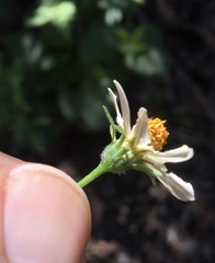 Bidens bigelovii