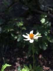 Bidens bigelovii