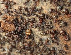 Anoplolepis custodiens