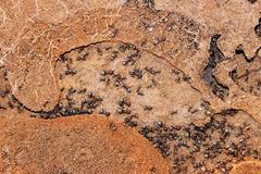 Anoplolepis custodiens