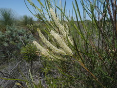 Grevillea biformis