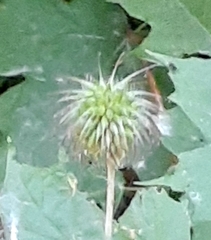 Geum laciniatum