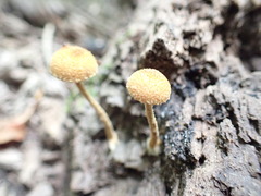 Phaeomarasmius proximans