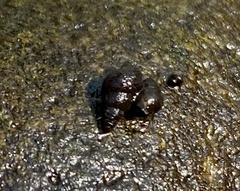 Potamopyrgus antipodarum