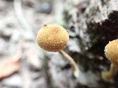 Phaeomarasmius proximans
