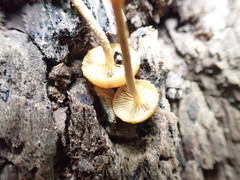 Phaeomarasmius proximans
