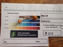 Phaeomarasmius proximans