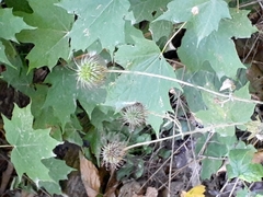 Geum laciniatum