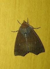 Rusicada combinans