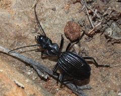 Gonogenia