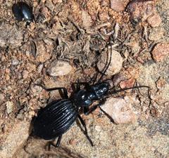 Gonogenia
