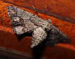 Omphalucha maturnaria