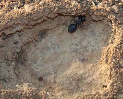 Tetramorium signatum