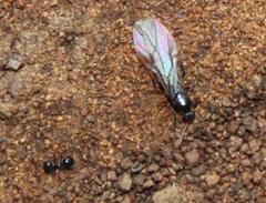 Tetramorium signatum