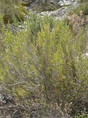 Cliffortia tuberculata