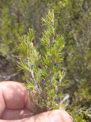 Cliffortia tuberculata