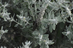 Agroecotettix modestus