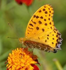 Argynnis hyperbius