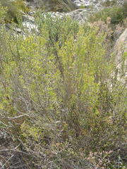 Cliffortia tuberculata