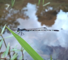 Agriocnemis splendidissima