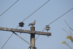 Patagioenas picazuro