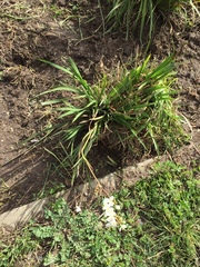 Libertia chilensis