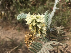 Astragalus pycnostachyus