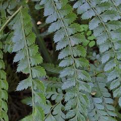 Polystichum transvaalense