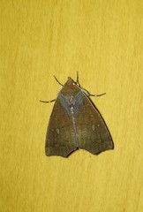 Rusicada combinans