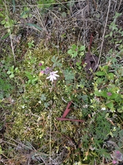 Lithophragma parviflorum