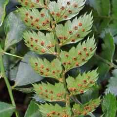 Polystichum transvaalense