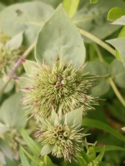 Pycnanthemum setosum