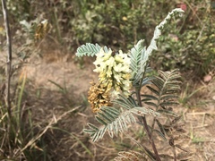 Astragalus pycnostachyus