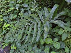 Polystichum transvaalense