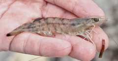 Penaeus aztecus