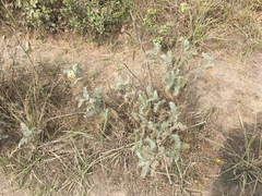 Astragalus pycnostachyus