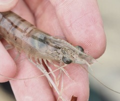 Penaeus aztecus