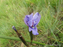 Moraea natalensis