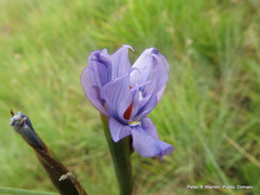 Moraea natalensis