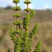 Anthospermum aethiopicum - Photo 由 Tony Rebelo 所上傳的 (c) Tony Rebelo，保留部份權利CC BY-SA