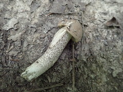 Leccinum griseonigrum