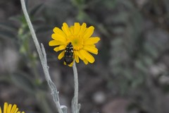Acmaeodera flavopicta