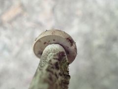 Leccinum griseonigrum