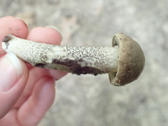 Leccinum griseonigrum